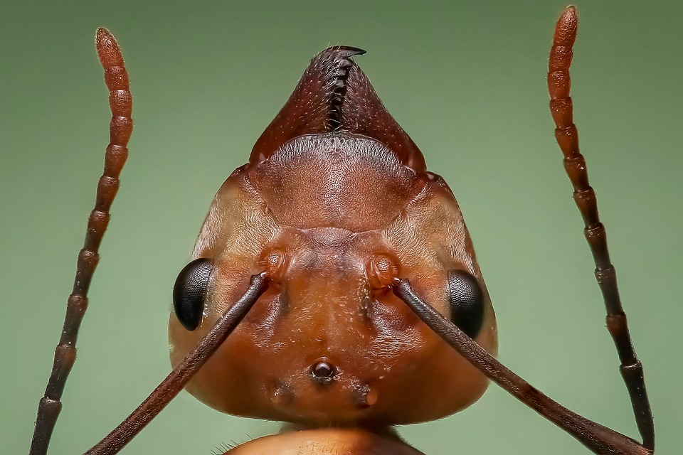 Pest 2