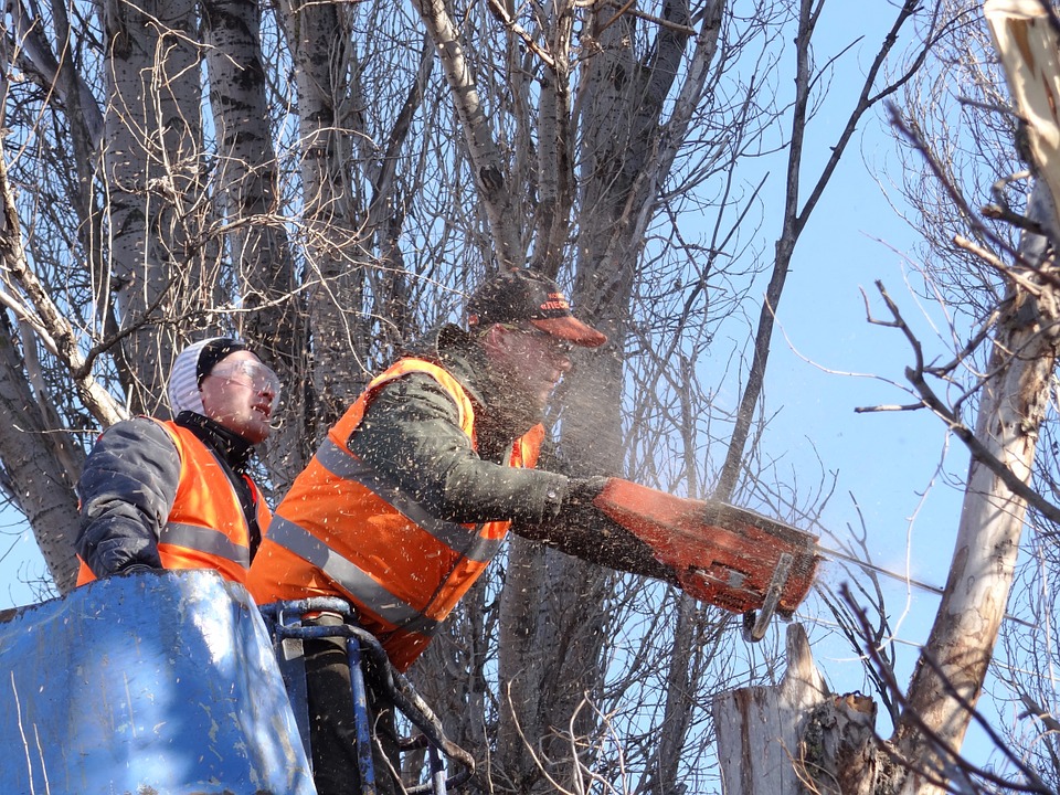tree removal