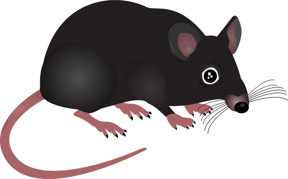 pests-rodent